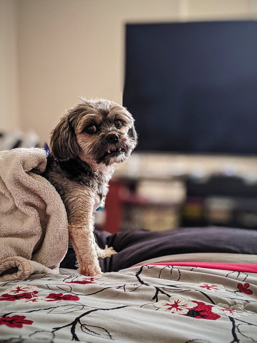 iamwaynegilbert's tweet photo. Yeah I know it's #Caturday but you can't tell my dog that. 🤣🤣🤣 #puppylife #DogsofTwittter #Shorkie #HeyDudeWheresMyTreatsAt #NoTimeForNapping #JustWaitADoggoneMinute https://t.co/RJBx9zjZdL