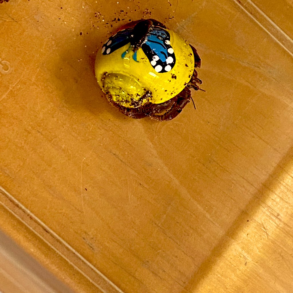 MrsBTurk's tweet photo. Our classroom friend got a friend for the start of a new school year and they both moved into Room 401 today! Thanks to @PetsinClassroom for getting us started and @Crabstreet for teaching me everything I need to know to keep our crabs happy &amp; healthy #classroompets #classcrab https://t.co/Eo0Aw5IX2g