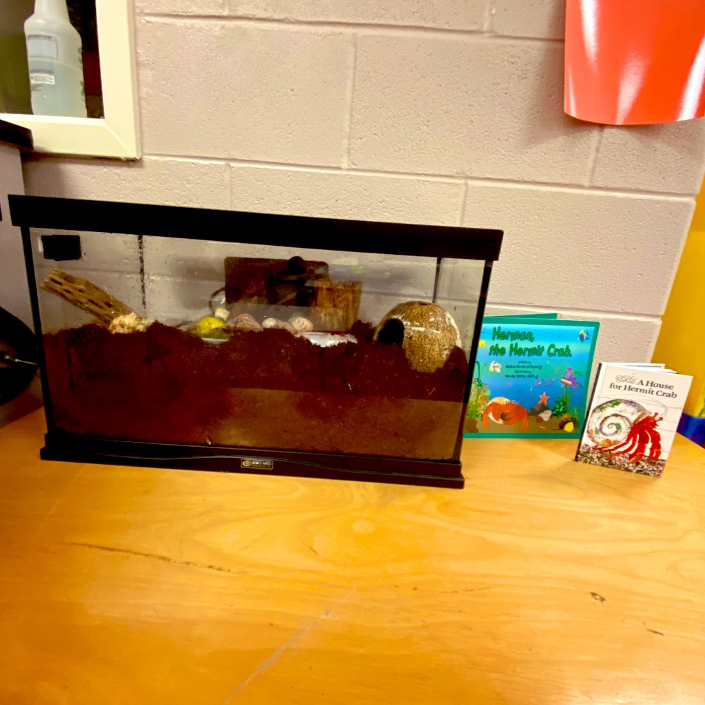 MrsBTurk's tweet photo. Our classroom friend got a friend for the start of a new school year and they both moved into Room 401 today! Thanks to @PetsinClassroom for getting us started and @Crabstreet for teaching me everything I need to know to keep our crabs happy &amp; healthy #classroompets #classcrab https://t.co/Eo0Aw5IX2g