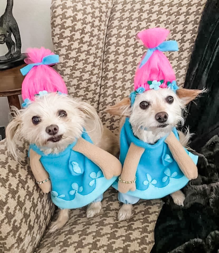 woofwelldogs's tweet photo. These are the only trolls we tolerate!๐พ๐๐ฉ #Grrrr #WoofWellDogs #DogsinCostumes
๐ท by Laurie B. (WoofWell Dog Love Group/FB) https://t.co/00OO2EtYSS