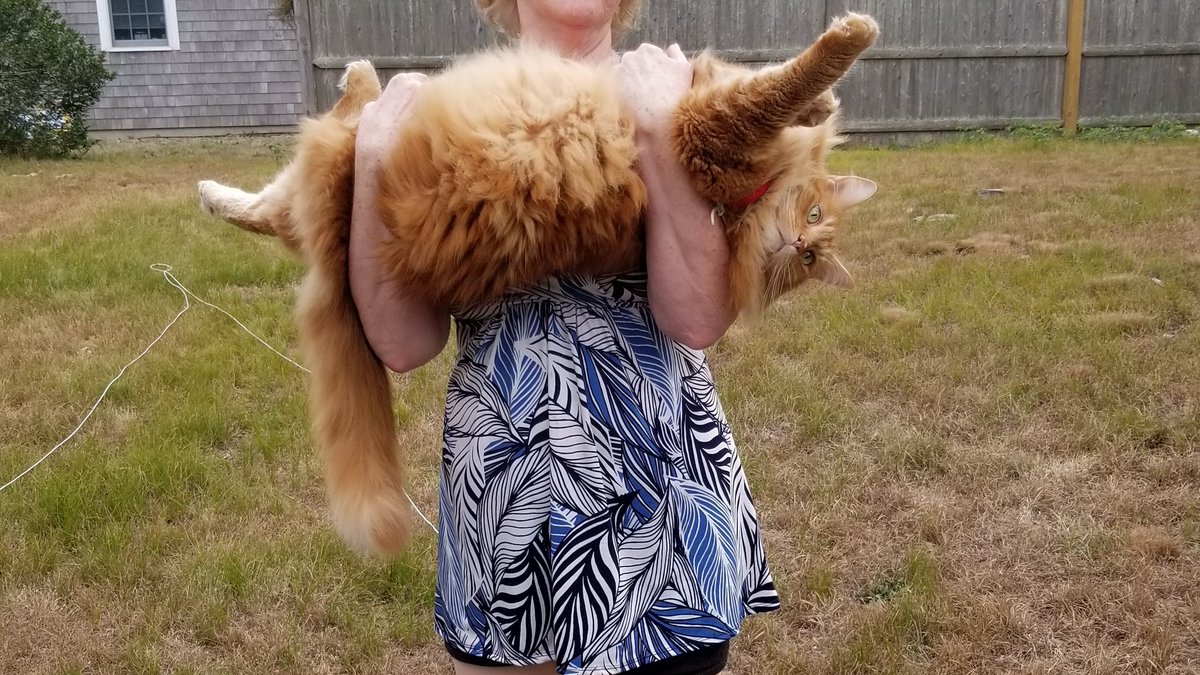 CoonOrange's tweet photo. #mainecoon #CatsOfTwitter #catslife #cats #catsrule #gingercat #ProPlanCat #Caturday #teamfloof 
Mama's Boy😻 https://t.co/MCGwZOWDuW