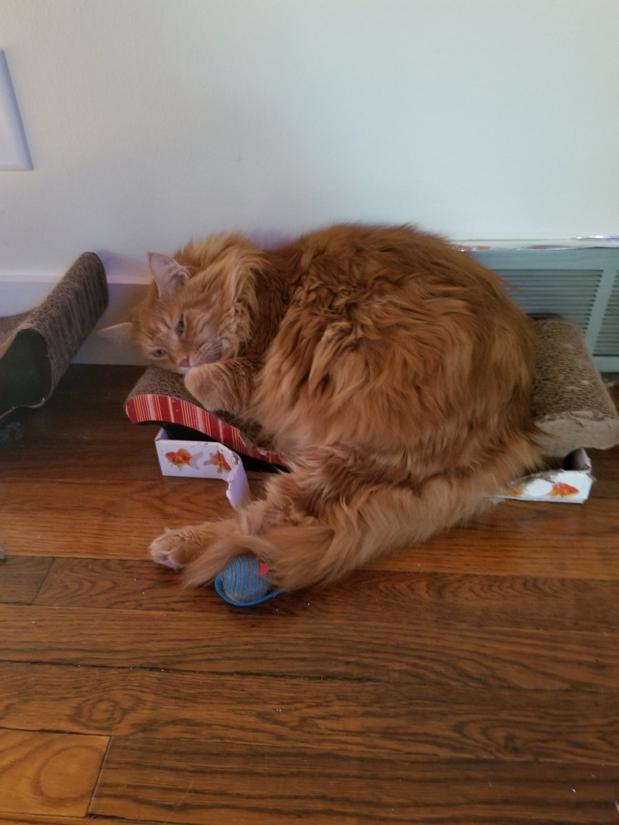 CoonOrange's tweet photo. #mainecoon #CatsOfTwitter #catslife #cats #catsrule #gingercat #ProPlanCat #Caturday #teamfloof 
WTC???? Why Did You Wake Me!!!!!!!!! https://t.co/Mp6gPem4uO