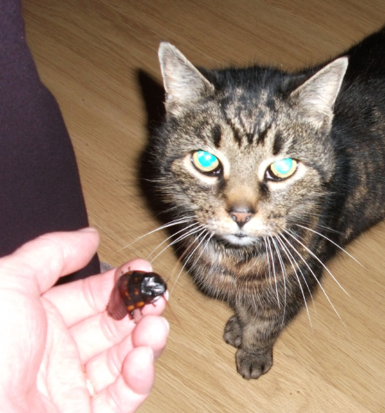 One suggestion is that we’re seeing the presence here of an especially big tapetum ludicum, the reflective layer at the back of the eye which often ‘glows’ when light is shone into the eye (shown here in my dearly departed cat, Tigger; ignore Persephone the cockroach)...