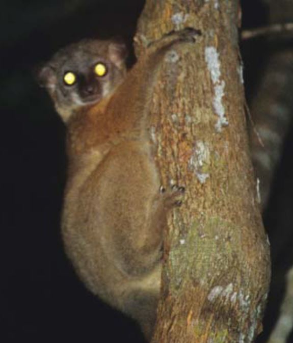 .... (since they aren’t giant lemurs or lorises, nor do they have LEDs or fairy-lights in their eye sockets) (sportive lemur photo from Andriaholinirina et al. 2006).