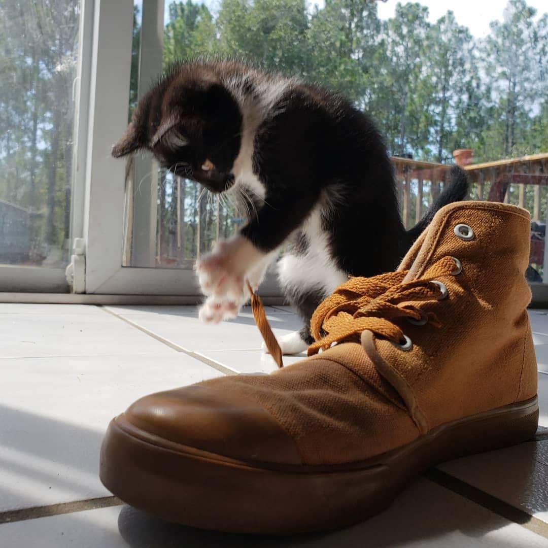 BangsShoes's tweet photo. π¦ππ» Cats are PURRRR-fectly a-MEOW-zing! Give them snuggles, love, and everything they want! I have a FELINE they will love it! π·π§‘βοΈ#liveBANGS #catsofBANGS https://t.co/EbvyiWWNka
