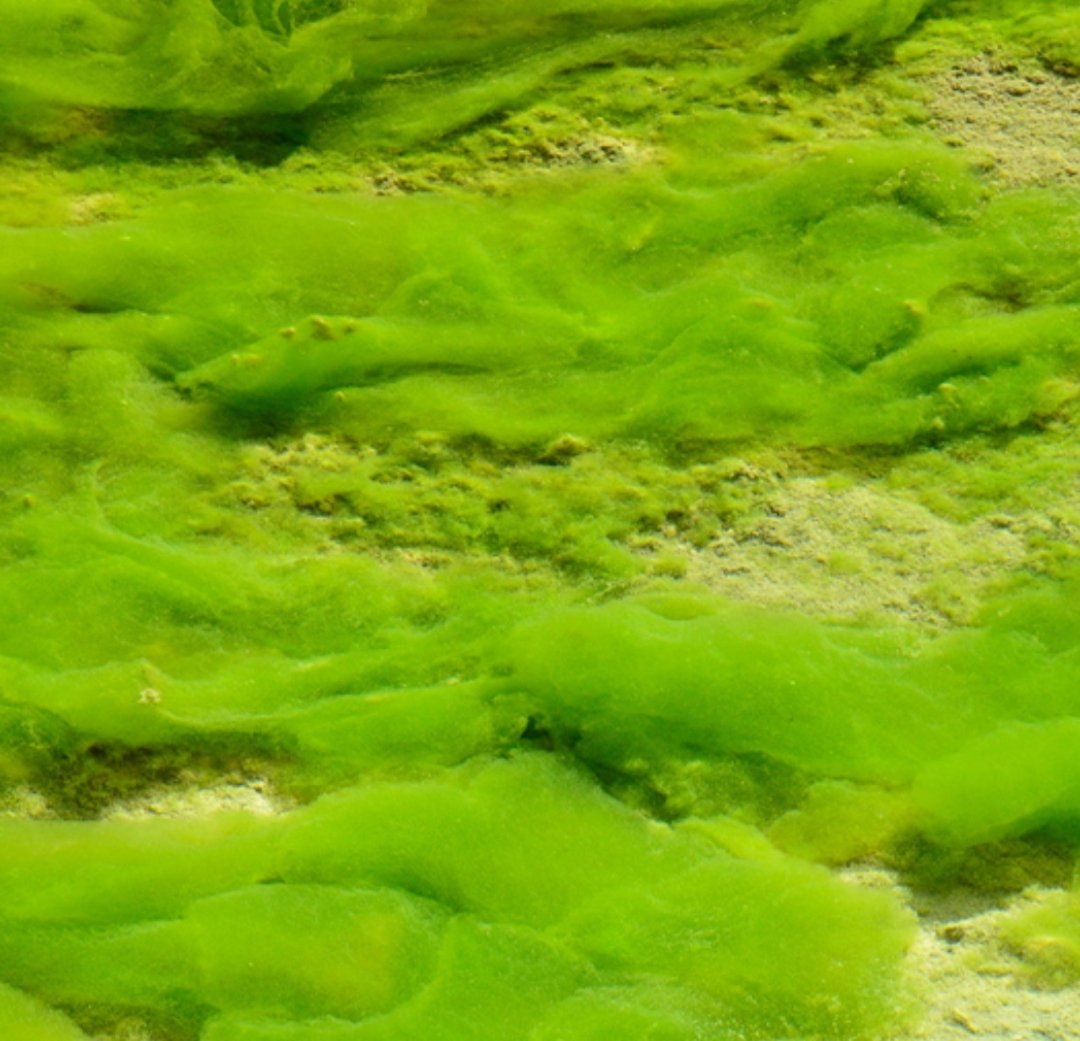 dr_balawi's tweet photo. لا تعصر الطحالب للحصول على الماء
Do not squeeze algae to get water
#الكرم | #الكريم | #البخل | #البخيل
#الطحالب | #طحلب | #الماء | #موية
#Generous | #Generosity | #Miserly | #Stinginess | #Algae | #Alga | #Water https://t.co/DXagk6Zx0c