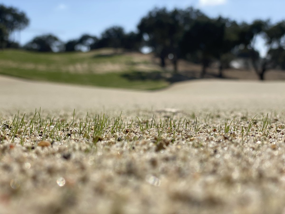 JulianMooney's tweet photo. 5 days post seeding #PureSelect at The San Roque Club.
#Agronomy #Construction #Golf https://t.co/9lc2t2NZL9