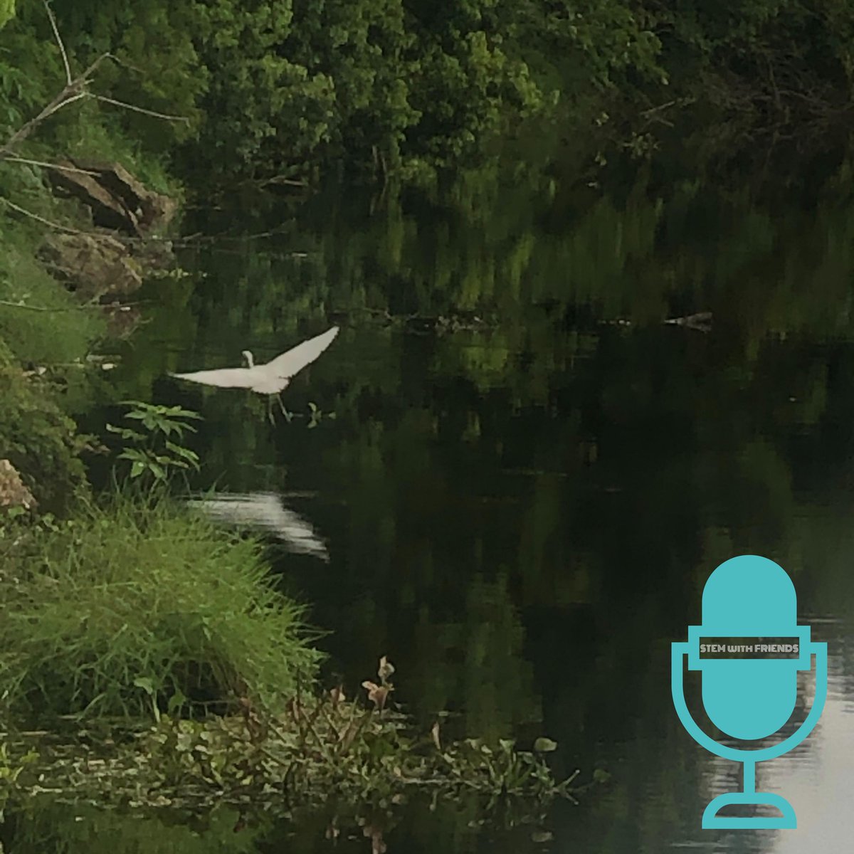 #STEMWithFriends tweet media