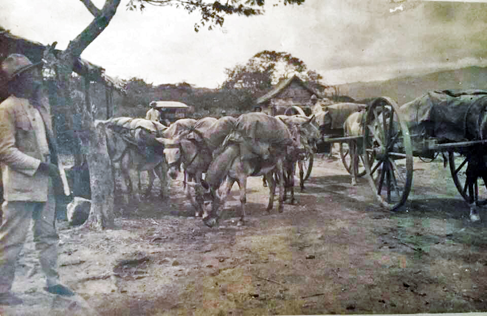 CorreodeLara's tweet image. #EnFotos Bestias utilizadas para el arrime de caña en Central Tarabana, propiedad de los hermanos Yepes Gil. Fue el ingenio más importante durante la primera mitad del siglo XX. Estaba ubicado en el Valle del Turbio, Cabudare. 
Foto Colección de Leonardo Yepez. Circa 1940