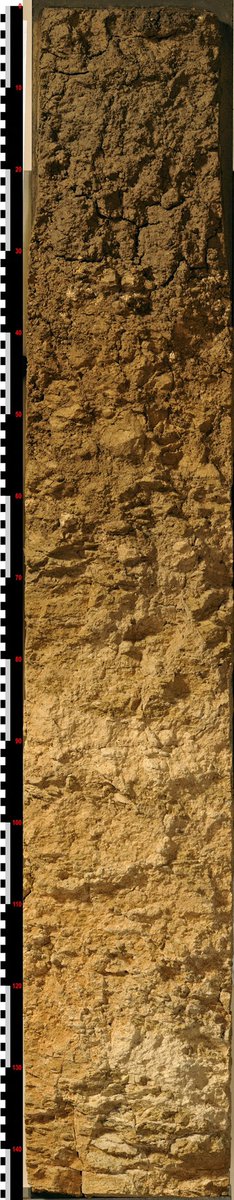 WorldSoilMuseum's tweet photo. @VAMSoilMicroLab Veronica, unfortunately no soil monolith from Puerto Rico in our collection. About 28% of Puerto Rico is limestone landscape. We highlight a soil for you from #Cuba instead. It is from a sugar cane estate, developed on calcareous material. Hope you like it! #calcisol #Eutropept https://t.co/FGwLRUcZbU
