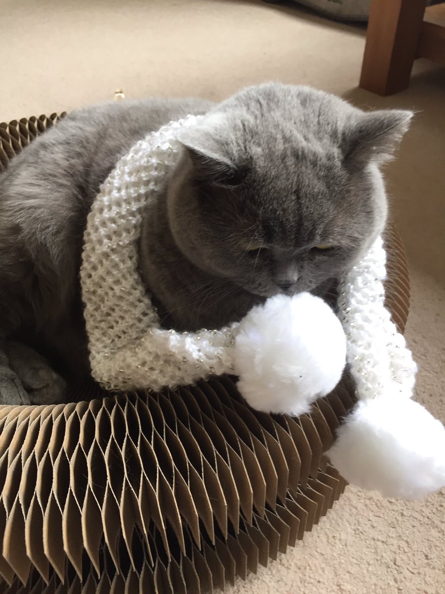 I am off to my honeymoon castle with @JoyOfCats Mr Tibbs π€ Thank you so much for celebrating with us. I am so sorry if I missed tweets it has been hard to keep up but I love and appreciate every message πππΎ Good night sweet friends #WeddingoftheCentury https://t.co/OtDjJ7CzjQ