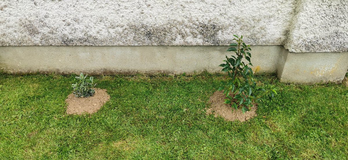 walthollick's tweet photo. Today I planted the #SuperSnoop plant in the garden, this came back from the Crem (as per previous picture) and has some of Snoops ashes in it. I also moved #SocksRocks plant so they were side by side.
Left #SuperSnoop
Right #SocksRocks
#dogcelebration
πΎππΎππΎππΎππΎππ’ https://t.co/3o7U8vJo8A