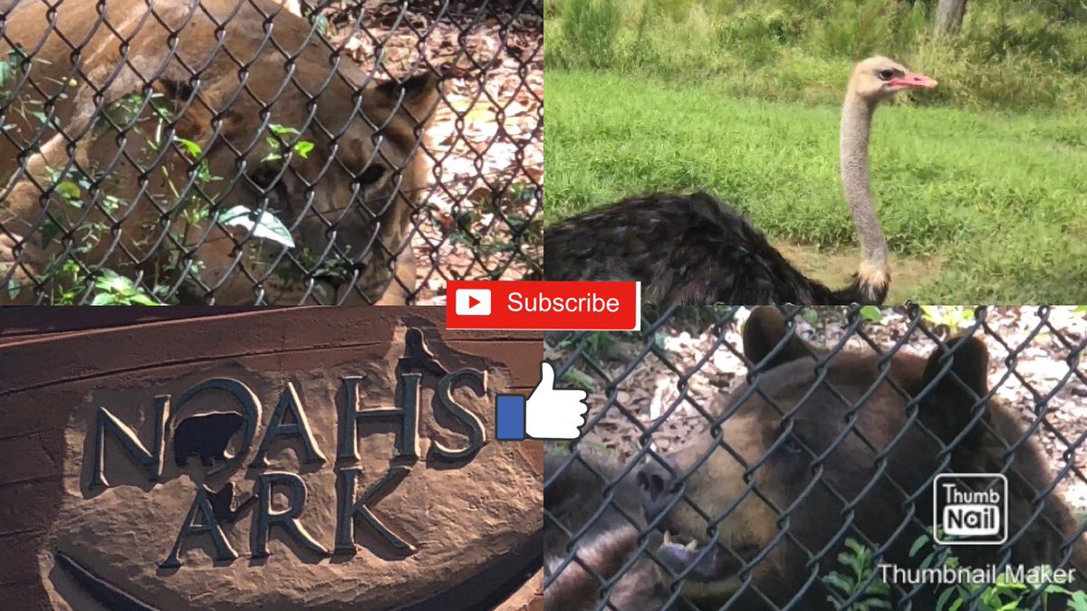 HelpfulLiving's tweet image. Fun places to visit in Georgia during Covid is Noah&apos;s Ark animal sanctuary zoo in Locust Grove, GA youtu.be/wKaVfjJqUKk