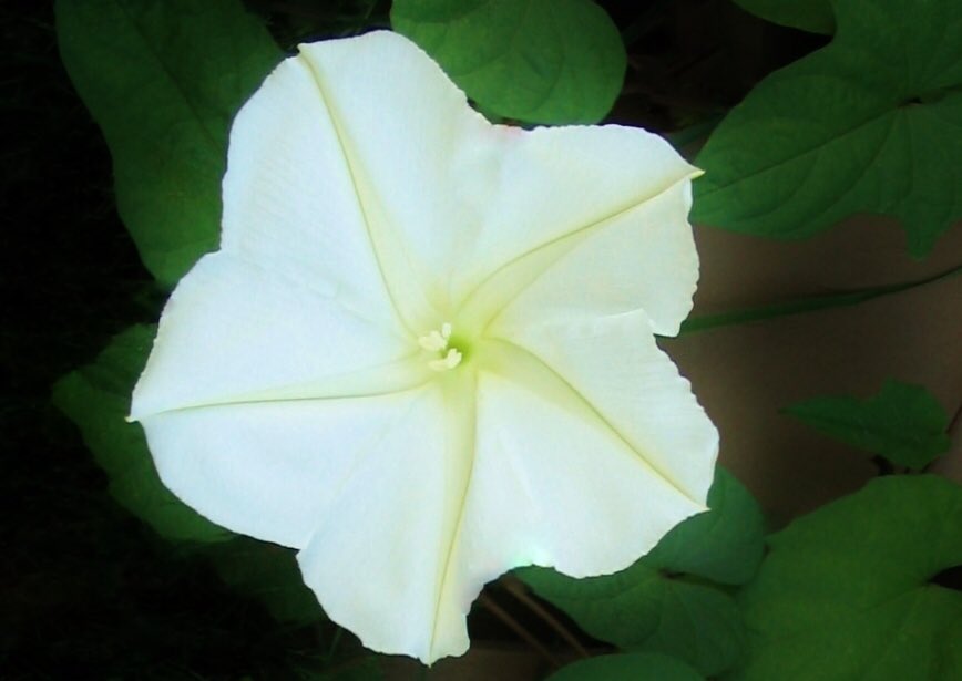 花 9月6日の花 ヨルガオ 夜顔 花言葉 夜の思い出 妖艶 昼顔科 渡来 明治初期 原産地 熱帯アメリカ 夜に咲くツル性植物 夜の思い出 秋の夕方 芳香のある白い花を 開き翌朝に萎む姿から 妖艶 夜になると月の光を浴び 直径15cm