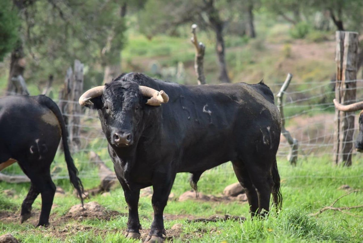 “Sacristán” #514, gran toro que hoy regresa a casa para inciciar una nueva generación de Torreocañeros, indultado en Cinco Villas por Jose Maria Pastor, gracias a este nueva herramienta de comunicación creada por @CINCOVILLAS1 es que la corrida fue transmitida para ustedes.