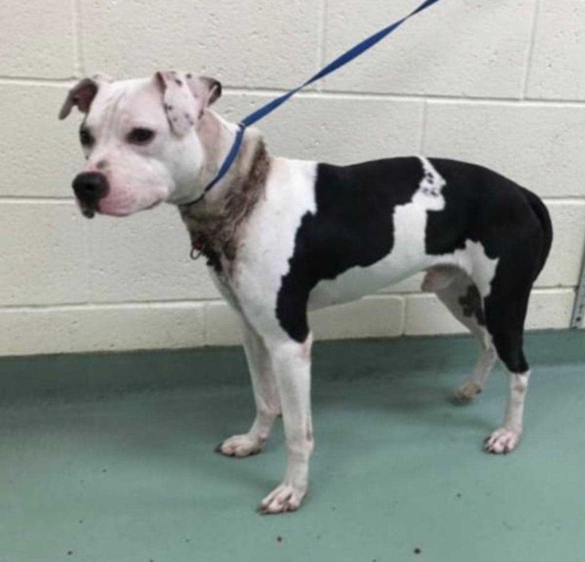 reddogsusie's tweet photo. #TN #MEMPHIS
🆘🆘SPECIAL PLEA Vickers 2yo boy HAS BADLY EMBEDDED COLLAR & NEEDS IMMEDIATE TREATMENT this handsome guy must have been in pain for a while judging by his neck-pls let’s get him the help he needs! #RESCUE #PLEDGE #GOSTER #MASA709
https://t.co/P0YRDb7jMs https://t.co/Pwcvmn8Uge