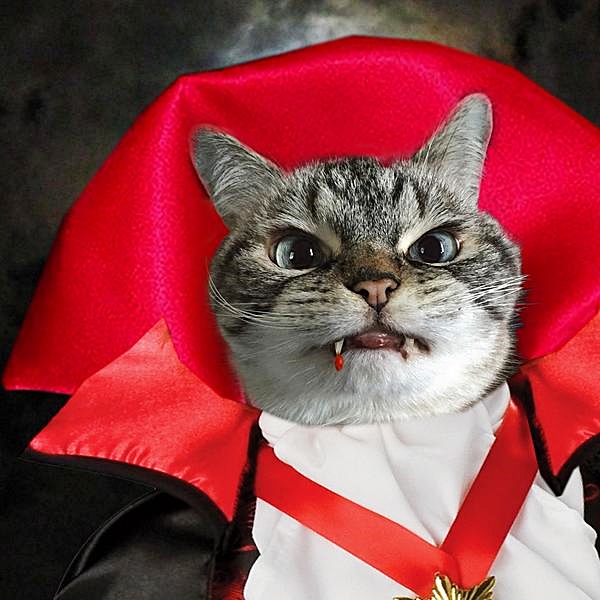 #Caturday: 
#Movie #Movies #Film #Films #TVShow #TVShows #Cat #Cats #CatsInCostumes #Vampire #Dracula