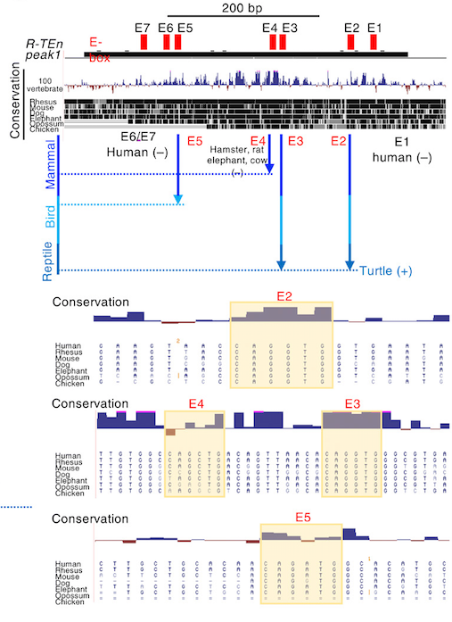 mmw_lmw's tweet photo. #Rag_expression in #Developing_T and #B_cells | The transcription factor E2A activates multiple enhancers | Comparative analysis | Masaki Miyazaki @KyotoU_News @SciImmunology https://t.co/zrFBwXFHKy https://t.co/IRsFu81WsR