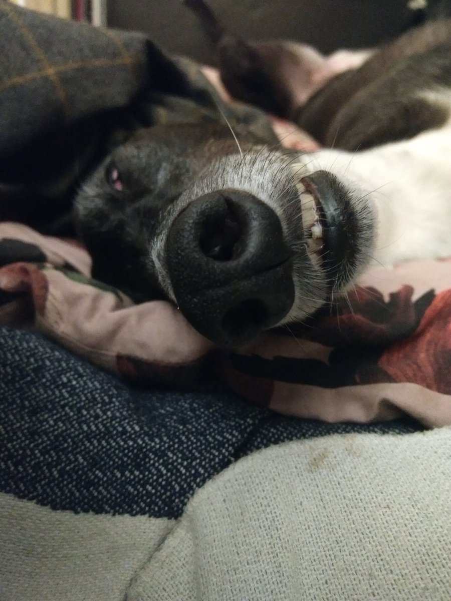 I'm not moving from this sofa! I was in a park for about 6 hours for humans' friend's birthday this afternoon, then had another hour's walk to the train station. How's a girl meant to get her 20 hours in when she's working under those conditions.