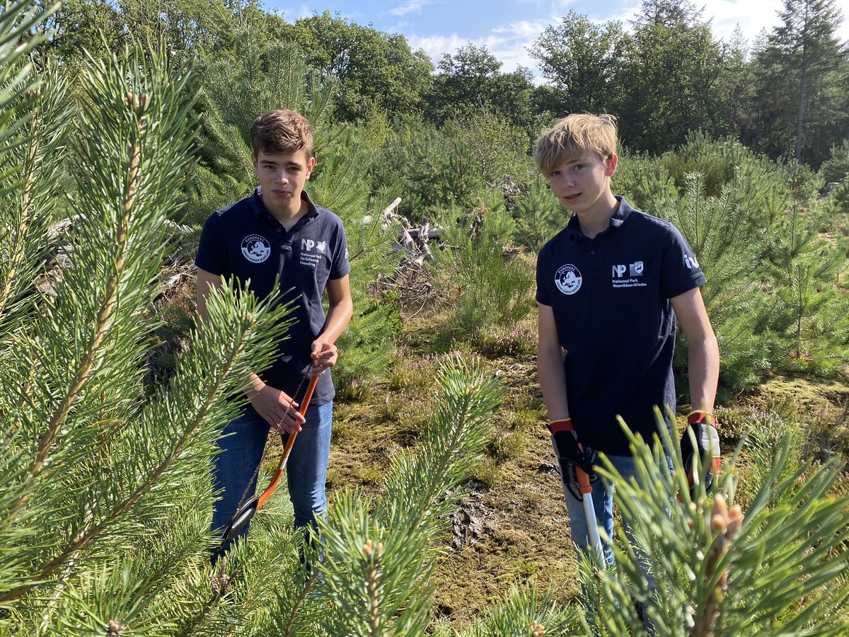 De Junior Rangers van De Sallandse Heuvelrug krijgen hulp van de Junior Rangers van @NationaalParkWW om de heide open te houden. De boswachter van <a href="/staatsbosbeheer/">Staatsbosbeheer</a> is er blij mee!  @IVNOverijssel