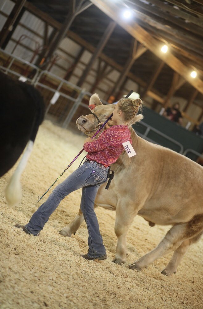 OutsidersCattle's tweet photo. The 2020 fair wasn’t at all close to normal but I’m glad that this girl got to show her buddy Asher. She did a great job and I’m proud of her! https://t.co/0ywbZoC7Bk