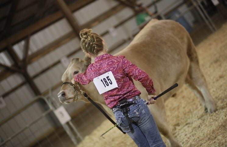 OutsidersCattle's tweet photo. The 2020 fair wasn’t at all close to normal but I’m glad that this girl got to show her buddy Asher. She did a great job and I’m proud of her! https://t.co/0ywbZoC7Bk