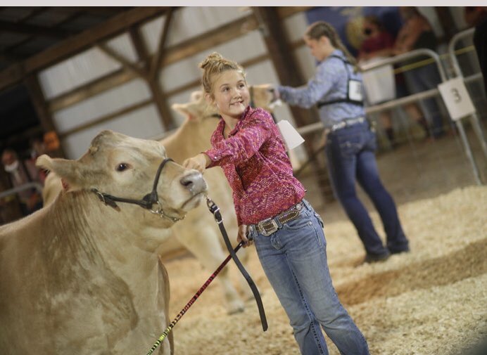OutsidersCattle's tweet photo. The 2020 fair wasn’t at all close to normal but I’m glad that this girl got to show her buddy Asher. She did a great job and I’m proud of her! https://t.co/0ywbZoC7Bk