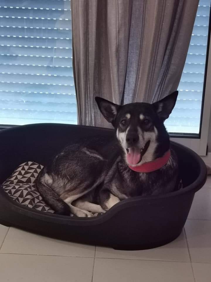 ASTRA en acollida URGENT
Va ser abandonada per la seva familia, la noia que la va acollir no la pot tenir més
Sempre ha estat a casa no volem que acabi al refugi Busquem ACOLLIDA o ADOPCIÓ. Ronda els 4a 
Bé amb altres gossos, es molt carinyosa i a casa es porta genial. 
657306702