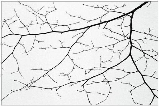marybedy's tweet photo. Winter Lace 5
https://t.co/HADBma55Kc #snowy #snowabstract #snowybranches #winterabstract #marybedy https://t.co/Xx4k3zY9aI