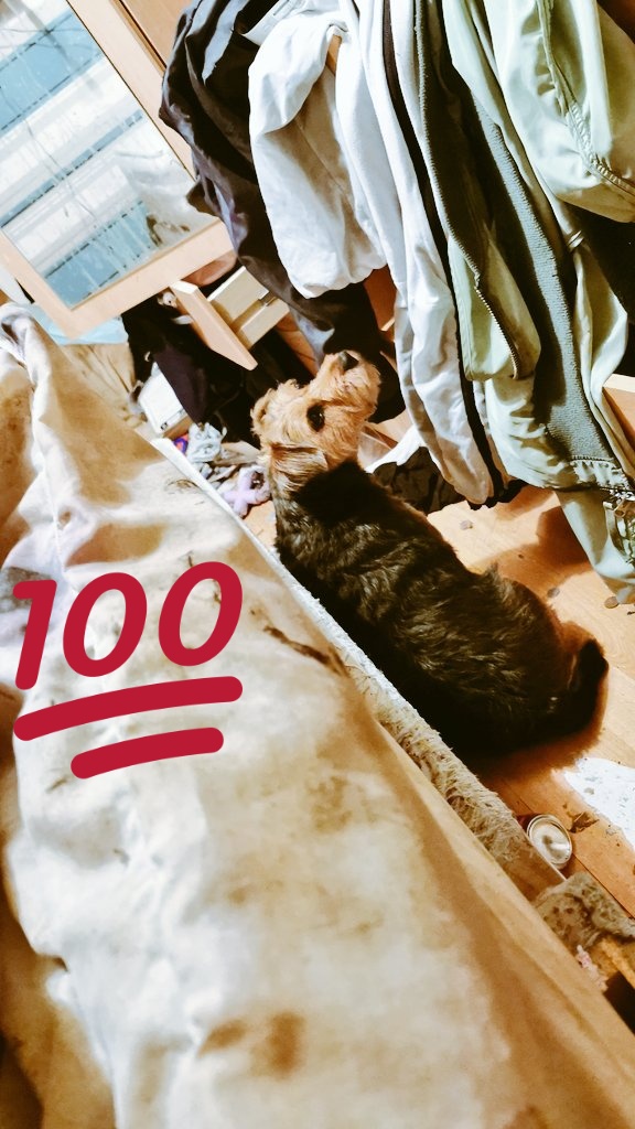 abtsag's tweet image. #TheyNeedAClassFor Dogs like Molly to behave she has been sittkng here growlin for  hors guarfing a bone anf #Growlin