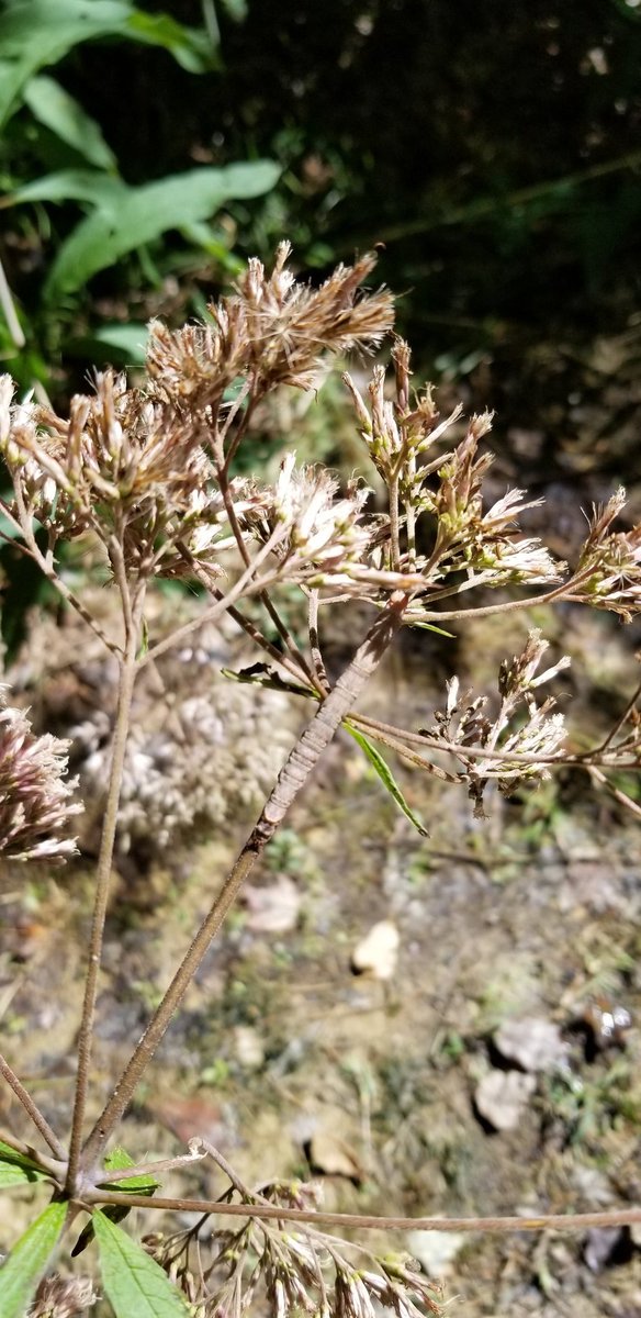 laura_unfried's tweet photo. 10/10 caterpillar camouflage https://t.co/wL6lEbuwCT