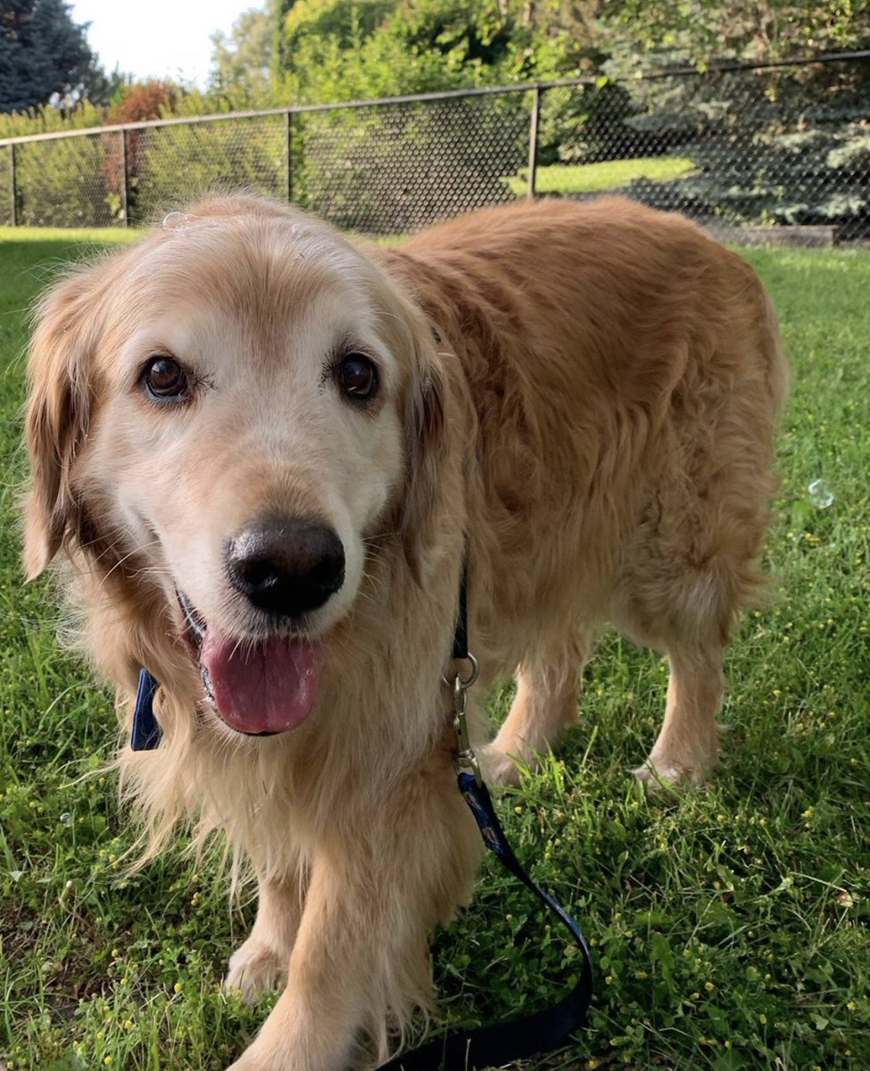This is Boomer. He was attacked by some bubbles today. They got him right on the noggin. I’m told he has no plans to retaliate. 13/10 #SeniorPupSaturday