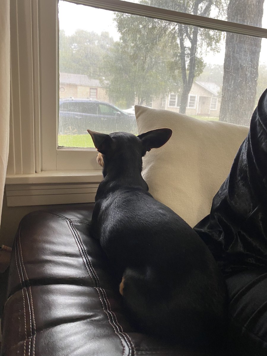 AllysenKate's tweet photo. My baby loves the rain https://t.co/1RwbglviRR