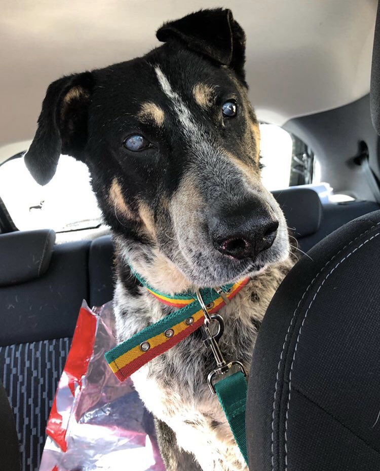 MARLEY EN ADOPCIÓN RESPONSABLE 💙 

Fue rescatado en una avenida a borde de ser atropellado por los autos. Tiene 6 años aprox, y de tamaño grande (30kg). Es completamente ciego pero no requiere ningún cuidado especial. La semana que viene será castrado... (sigue)