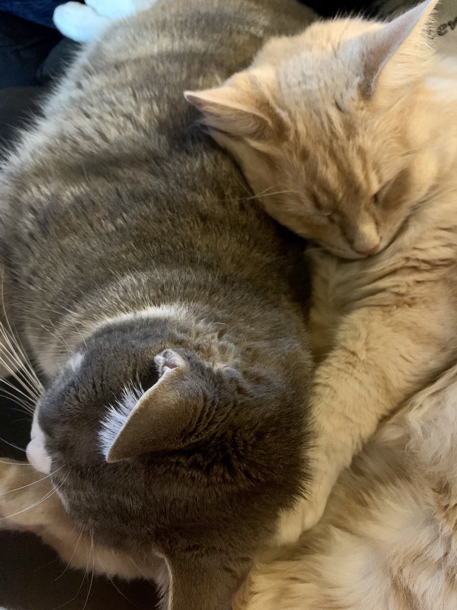 #Caturday #CuteCats #AnimalOfTheDay #PetsAreLove #cats #bestfriends #animallover 

This is how they always snuggle ❤️