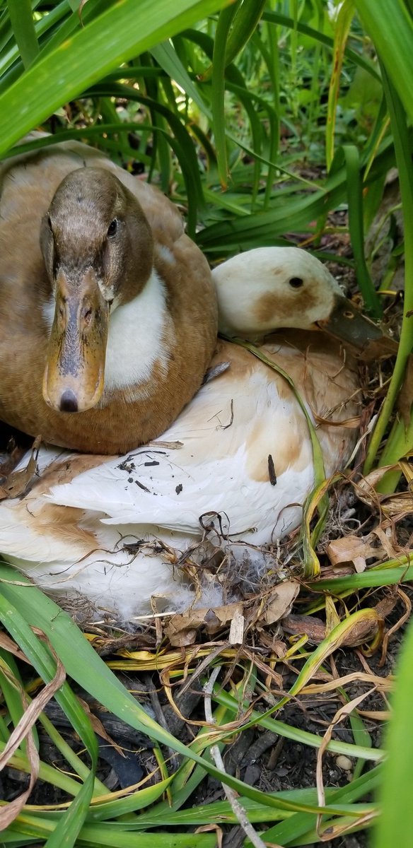 laura_unfried's tweet photo. @punkvenus Duck bellies. Catching a duck is a challenge, but the reward of rubbing its belly is sooooooo worth it https://t.co/oyRbMq49gp