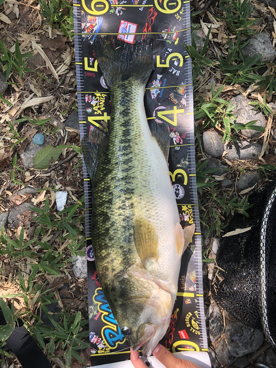YurinaBass's tweet photo. 8/22 10:30 暑すぎる津風呂湖🔥
久しぶりの自己記録更新！！
54cm 2190g  あと2mmほど欲しかった🥺
近くにいた方色々助けてくれはりました😭ありがとうございました🙏✨ https://t.co/ci4hG0zwaW