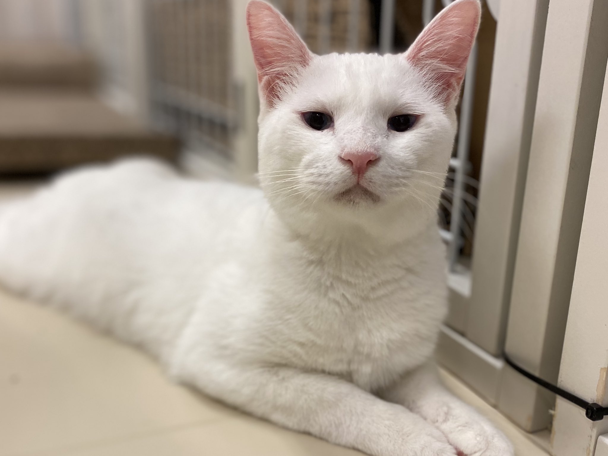 CAT SPOT ZILLION on X: 