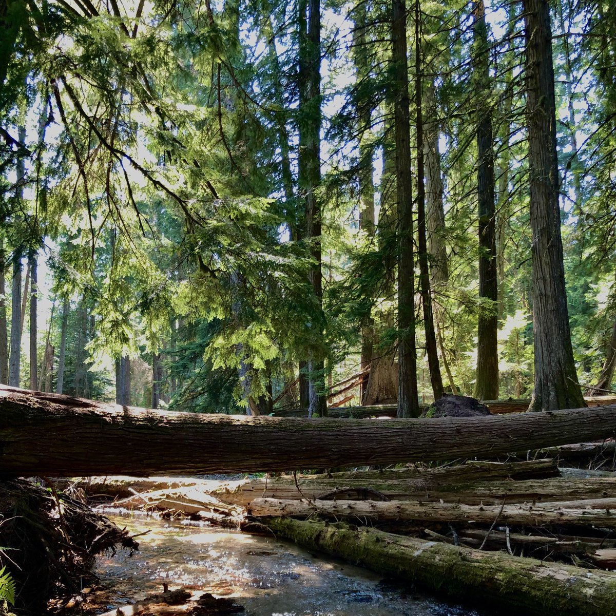 meloch's tweet image. It has been like 10 years since I’ve been to #PriestLake