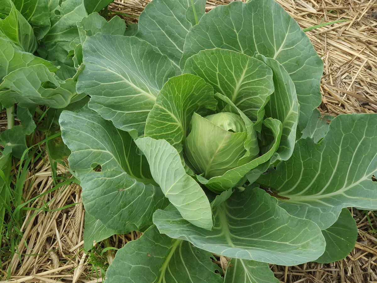 兼業農家 ナイーブme In 数日目を離した隙に キャベツが巻き始めました 春キャベツってやつですね オーストラリア 家庭菜園 自給自足 キャベツ栽培 春キャベツ
