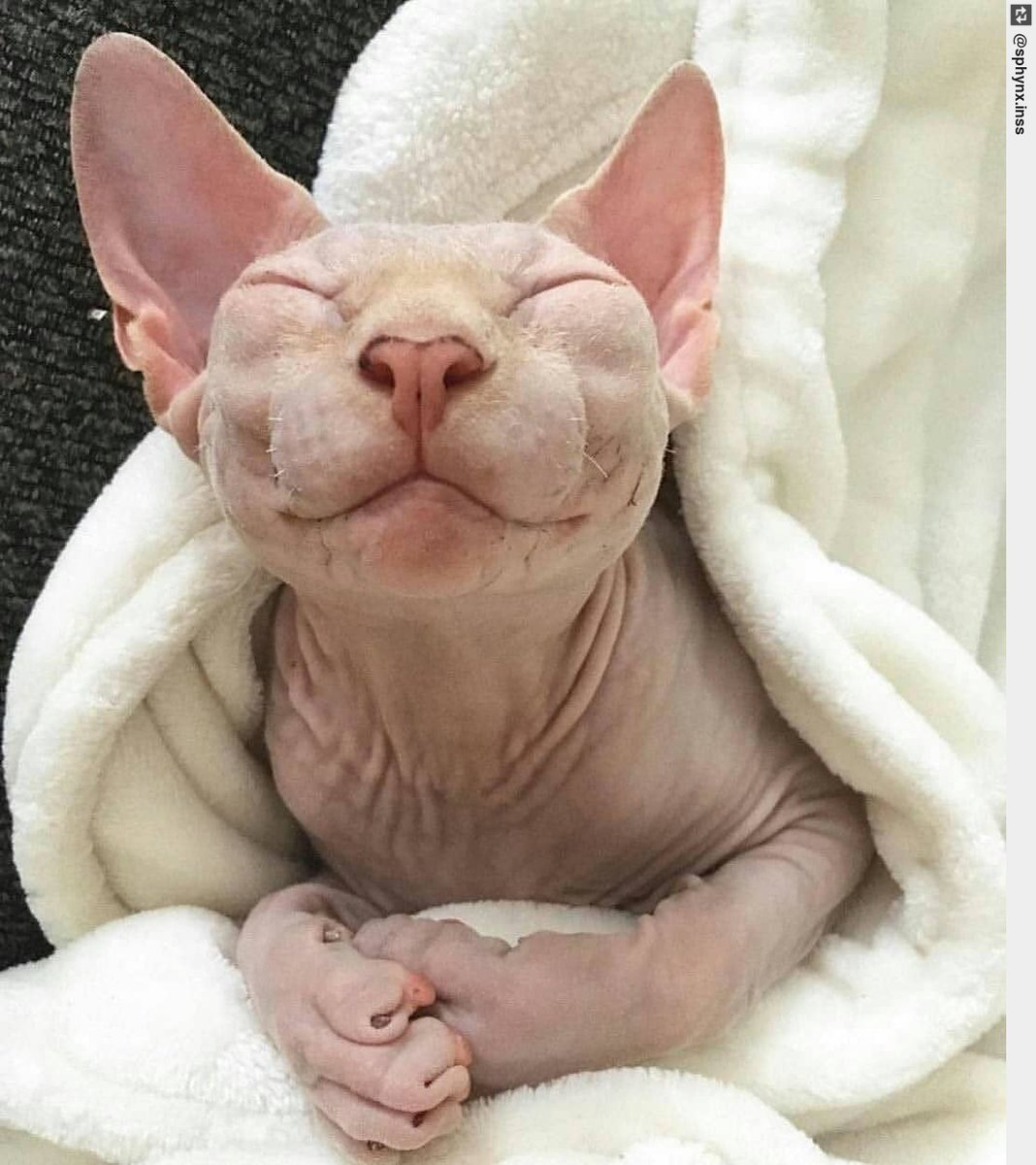 Inglorious Cats tweet media