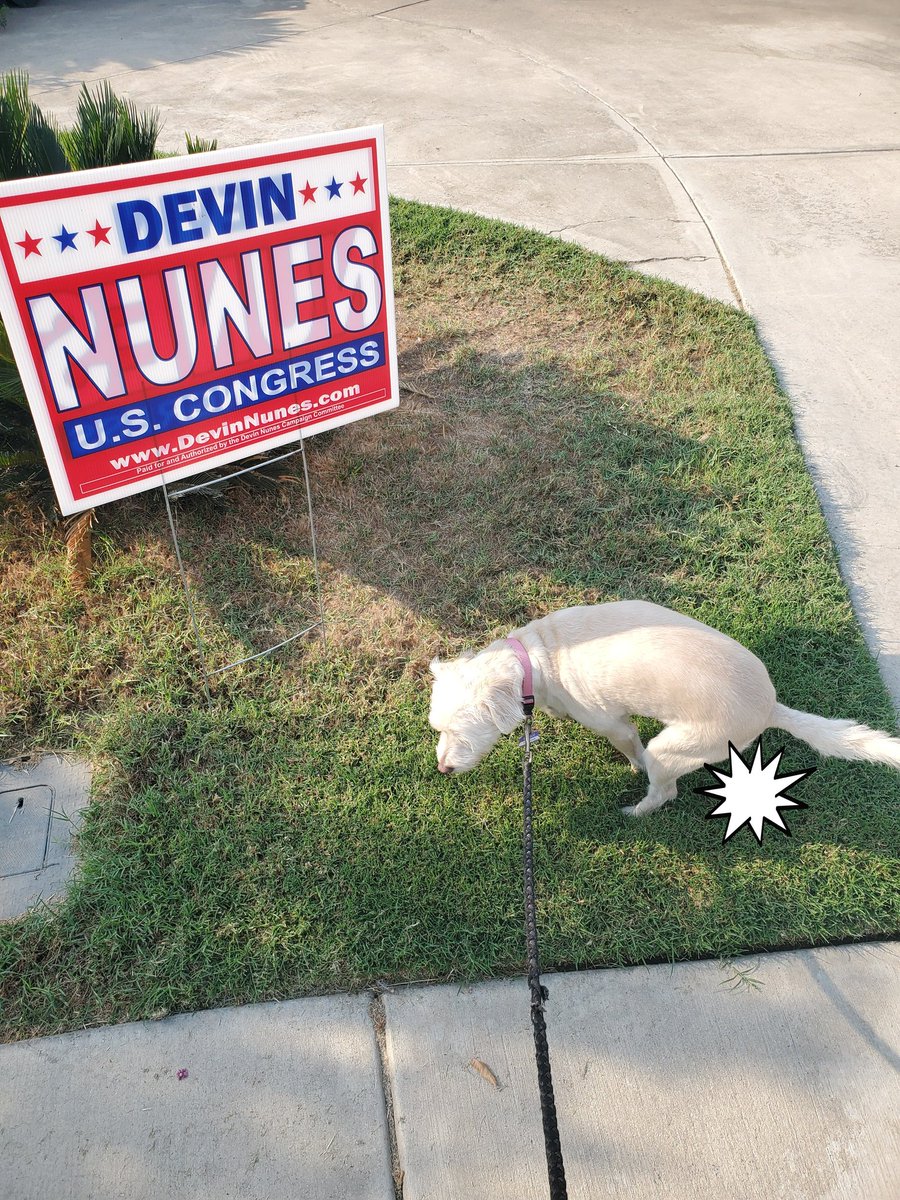 dnachoh's tweet image. I swear I didn't put her up to this. #dogsknow