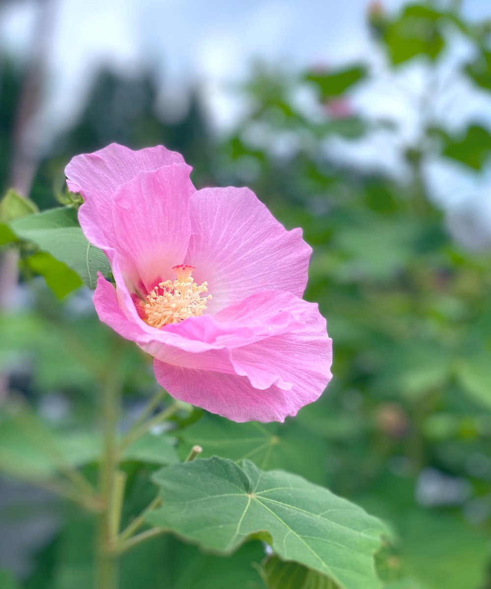 ゆう遊架 クシュッと丸まった花びらを開いて 美しい花になり空を仰ぎ見る 写真好きな人と繋がりたい 花 花写真 芙蓉 フヨウ ゆう遊架 クシュッと丸まった花びらを開いて 美しい花になり空を仰ぎ見る 写真好きな人と繋がりたい 花 花写真 芙蓉 フヨウ