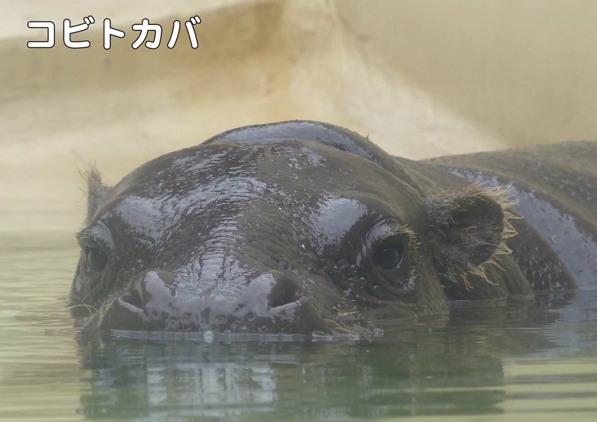 上野動物園 公式 コビトカバ の顔 こちらは鼻 目 耳がカバのようにはでっぱっていないよ 水中から様子をうかがうときは 水面からこれくらい顔が出るよ 森に暮らす カバほど水に入らない なにかあれば森の奥に逃げ込む Zooむあっぷ観察 上野動物園 公式 コビトカバ の顔 こちらは鼻 目 耳がカバのようにはでっぱっていないよ 水中から様子をうかがうときは 水面からこれくらい顔が出るよ 森に暮らす カバほど水に入らない なにかあれば森の奥に逃げ込む Zooむあっぷ観察