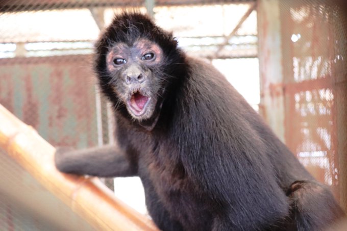 Monkey Parkさんのイラスト一覧 Monkey Parkさんのイラスト一覧
