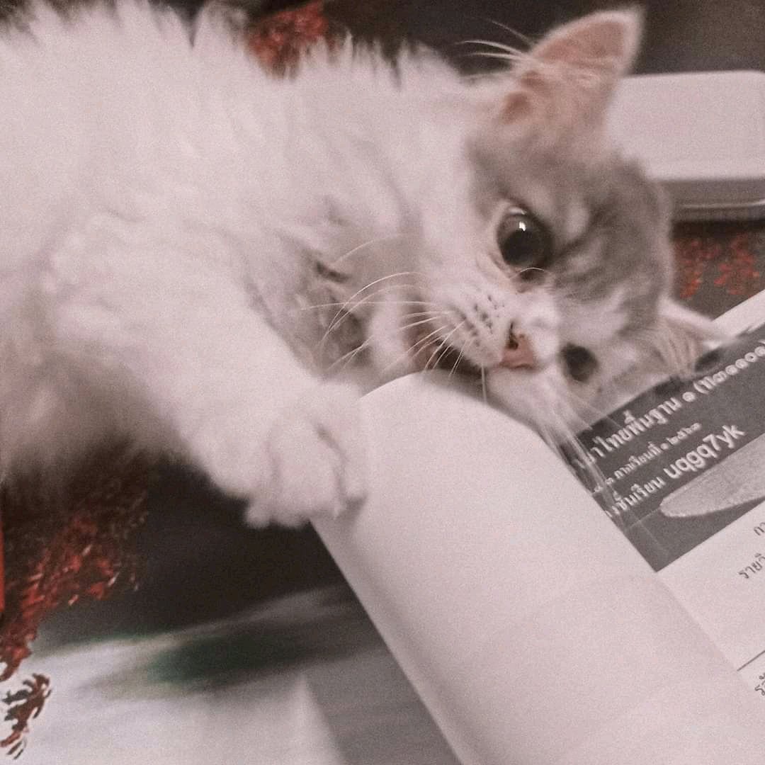 พี่เพลิง|sleep tweet media