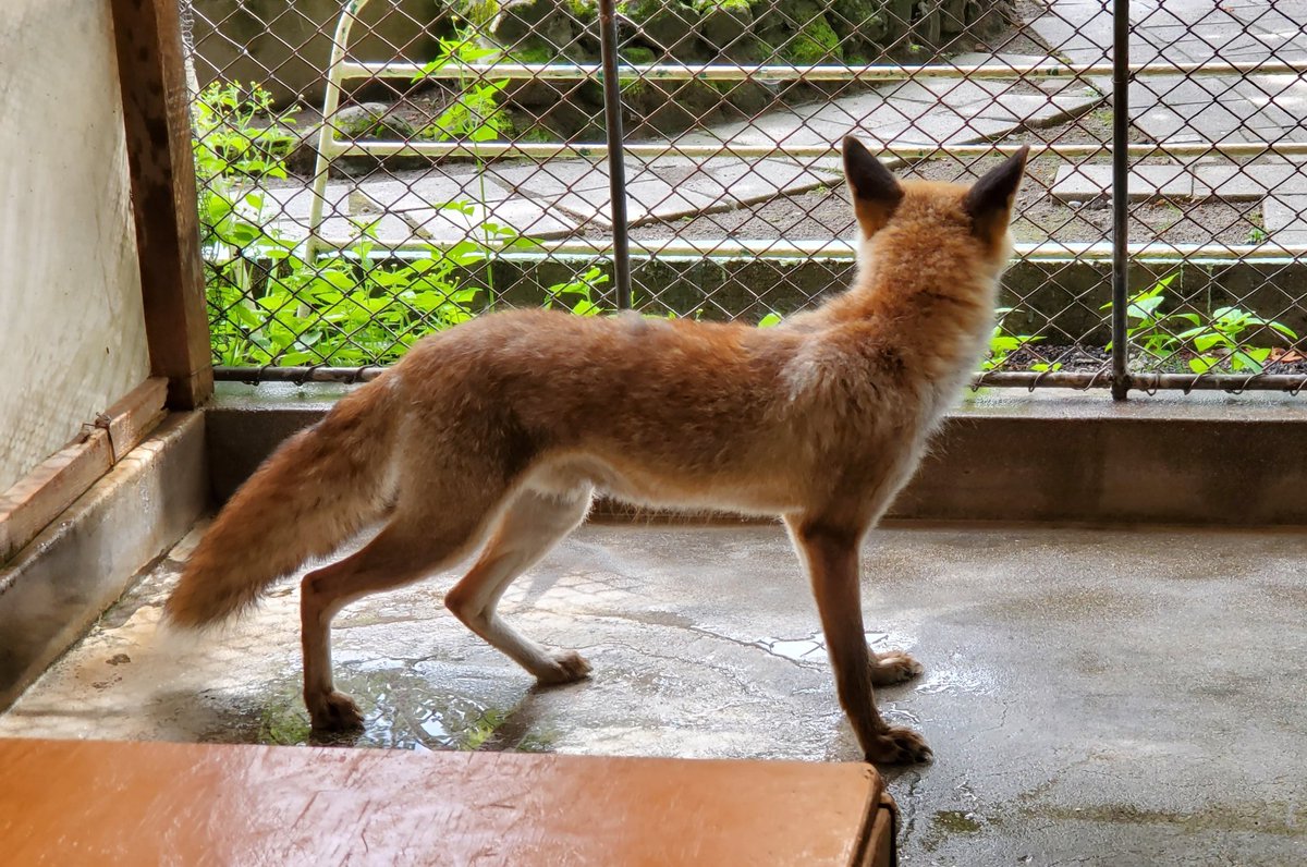 小諸市動物園 公式 換毛後のホンドギツネ こんちゃん もこもこしていた体が しゅっとスリムに 横顔もシルエットもかっこいいです ホンドギツネ こん 小諸市動物園 休園中の動物園水族館