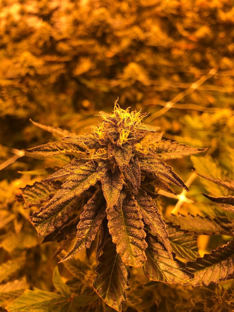 topcutfarms's tweet photo. Strain of The Day: Ice Cream Cake 🙌 
.
.
.
#greenside #kushman #dank #frostykush #keif #thc #cbd #trichome #topcutfarms #420life #growop #weed #kush #northwestweed #weedhumor #lit #smokeweedeveryday #hightime #hightimes #tacoma #marijuana #pothead #cannabis #joints #blunts https://t.co/b02NGqYQrV