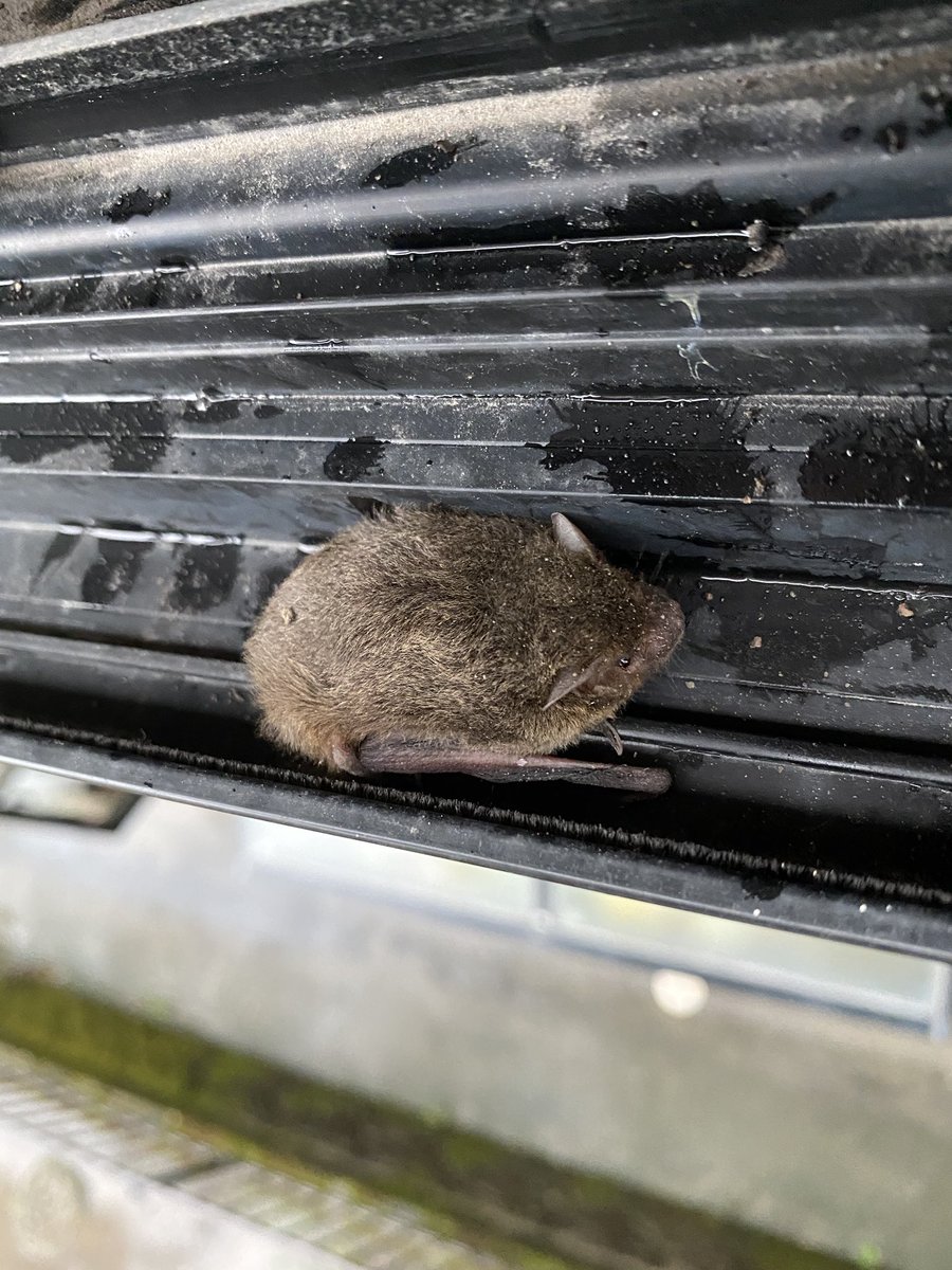 Pochi さて そろそろ雨戸閉めようと二階の普段は開けない窓を開けて雨戸を引っ張ったら 小動物が降ってきた コウモリかヤマネ の赤ちゃん 暴風雨の中追い出すのはかわいそうなので雨戸と窓の間に避難してもらってます 雨戸の横に隙間があるから