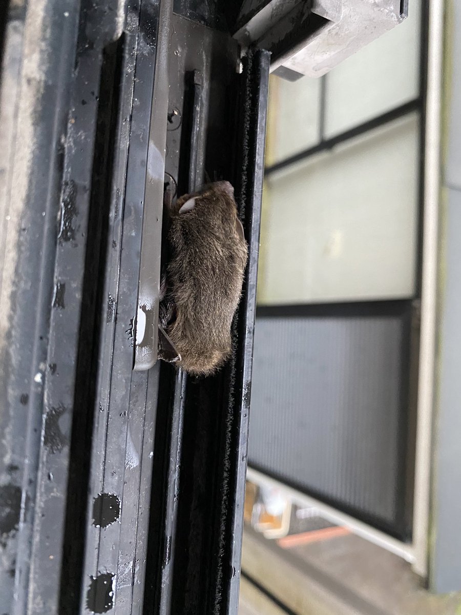 Pochi さて そろそろ雨戸閉めようと二階の普段は開けない窓を開けて雨戸を引っ張ったら 小動物が降ってきた コウモリかヤマネ の赤ちゃん 暴風雨の中追い出すのはかわいそうなので雨戸と窓の間に避難してもらってます 雨戸の横に隙間があるから